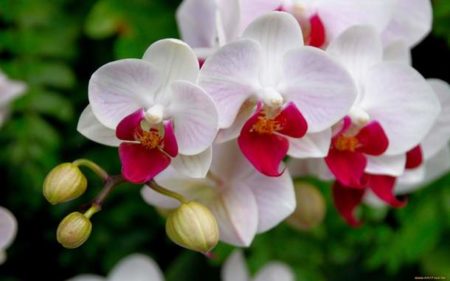 Festival de Orquídeas terá entrada gratuita, praça de alimentação e muito mais | Confira dias e horários do evento