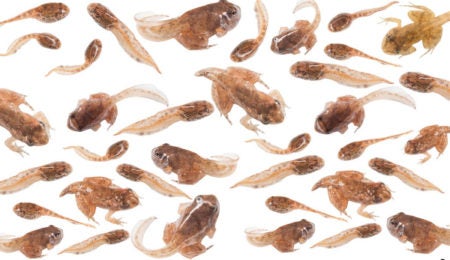 Infestação de pererecas fecha posto de saúde de Hortolândia