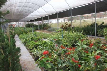 Viveiro Municipal realiza contagem de mudas