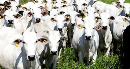 Polícia civil de Hortolândia apreende 19 cabeças de gado furtadas