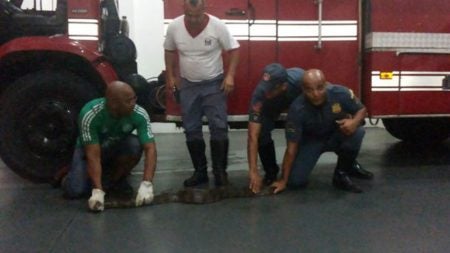 Jibóia de quase 2 metros é resgatada pelo Corpo de Bombeiros de Hortolandia