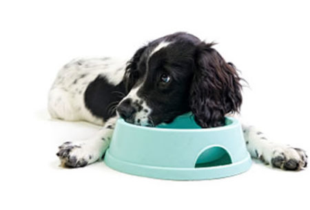 Ong pede ajuda para comprar a ração