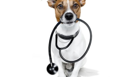 Hospital veterinário regional é discutido entre cinco cidades da região