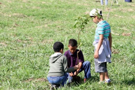 Hortolândia celebrará Dia da Árvore com plantio de mudas nativas
