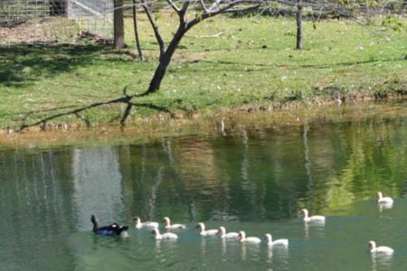 Parque Irmã Dorothy reabre para visitação