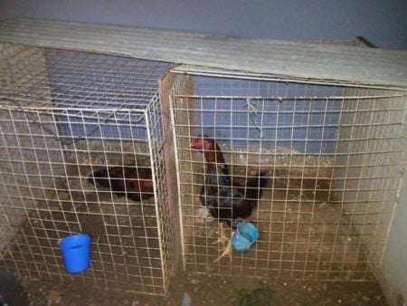 GM desativa rinha de galo e apreende 63 em Hortolândia