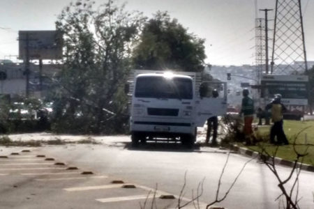 Prefeitura plantará de 660 mudas de árvores para compensação ambiental