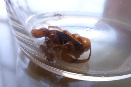 Morador questiona de quem é a responsabilidade sobre escorpiões