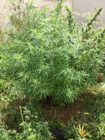 PM encontra plantação de maconha e ‘mini fábrica’ de haxixe