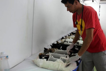 Prefeitura de Hortolândia castrou 639 cães e gatos