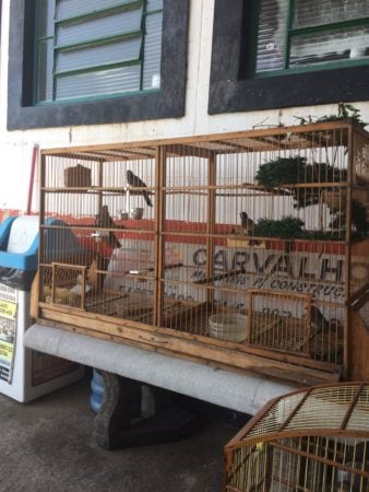 Polícia Civil apreende aves silvestres no Jardim Nova Hortolândia