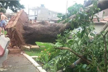 Temporal derruba árvore sobre carro no Amanda
