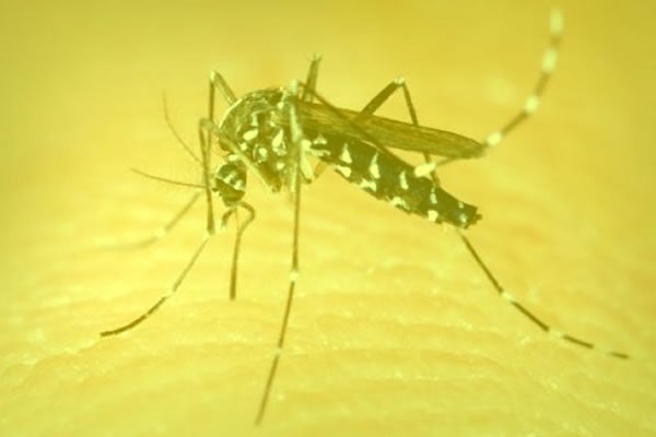 Dengue nos olhos