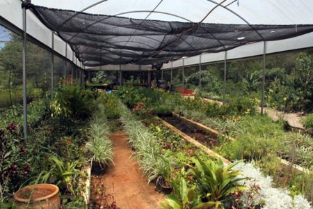 Viveiro Municipal retoma atendimento à comunidade