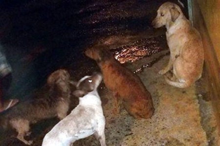 Moradora do Amanda reclama sobre cães abandonados