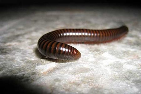 Moradores do Jardim do Lago e Santa Emília reclamam de infestação de gongolos, baratas e escorpiões