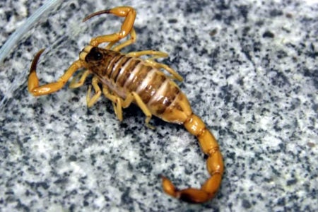 Operação Cata-Bagulho evita doenças