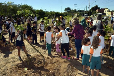 Prefeitura replanta árvores destruídas por motoristas que estacionam irregularmente