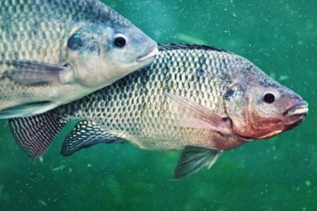 Naturalização de tilápias e carpas no Brasil