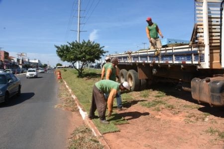 Canteiros da avenida da Emancipação recebem grama
