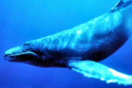 Adolescentes em risco de suicídio e o jogo da Baleia Azul