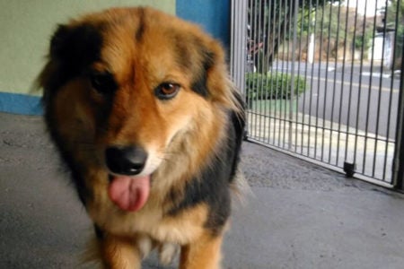 Inscrições para 2º Desfile People Pet começam nesta segunda-feira (10/04)