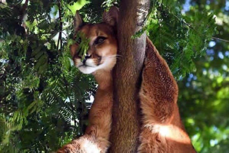 ONÇA É RESGATADA DE ÁRVORE EM AMERICANA