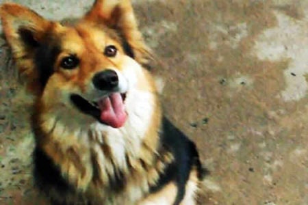 2º Desfile People Pet é neste domingo (21/05)