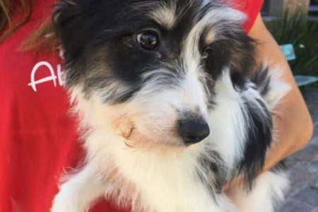 Urban Arts Campinas realiza a 10a edição do Pet Lovers