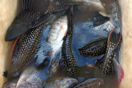 Prefeitura alerta sobre pescaria proibida em lagoas públicas