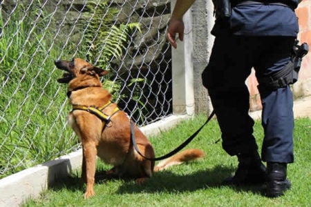 Guarda Municipal de Sumaré auxilia na formação do Canil de Hortolândia