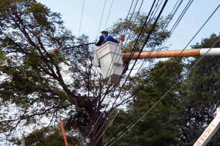 CPFL Paulista e Prefeitura de Hortolândia firmam parceria em projeto de arborização mais segura