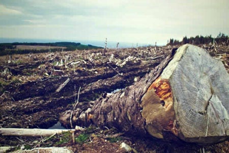 Desmatamento cresce quase 60% no Brasil