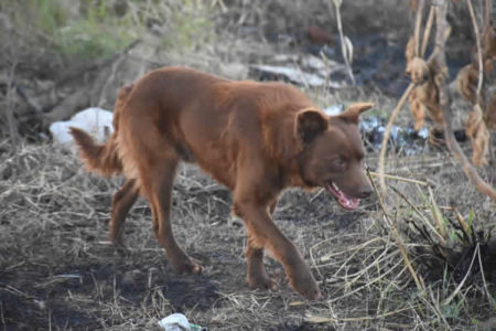 Prefeitura e parceiros promovem ação de proteção e bem-estar animal no Jd. Amanda