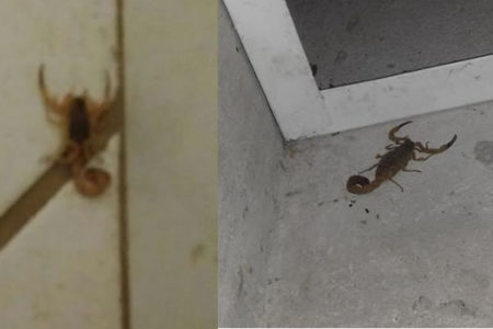 Infestação de escorpiões assusta moradores do Fátima