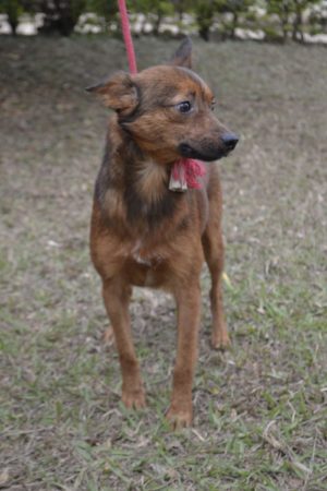 Campanha contra Raiva vacina mais de 5 mil animais no fim de semana