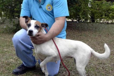 Zoonoses orienta sobre transmissão de Leishmaniose