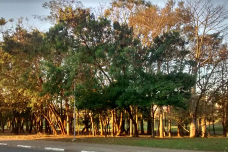 Coletivo AtivaMente identificará árvores no Pq. Socioambiental Chico Mendes