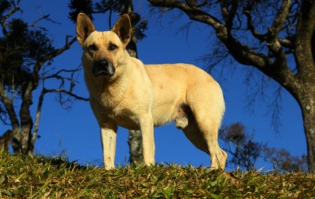 Prorrogadas inscrições para 2º Desfile People Pet