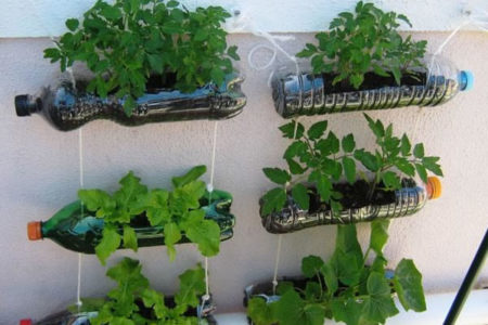 Ação Viva Mais Cidadania terá atividades ambientais