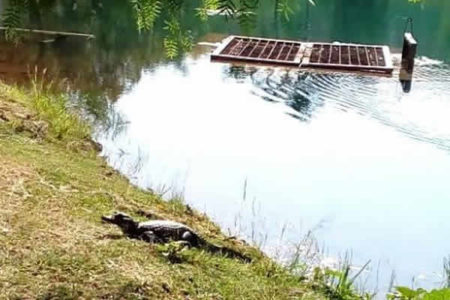 Após avistar jacarés no Pq. Irmã Dorothy, Prefeitura alerta população