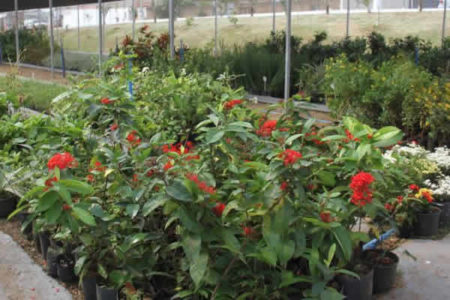 A partir de segunda (02/10), Viveiro Municipal funciona em novo horário