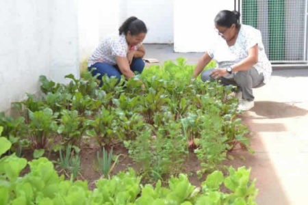 Prefeitura implanta hortas medicinais em unidades de saúde