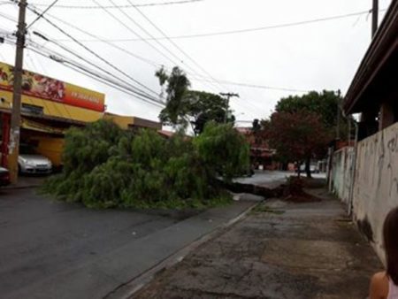 Árvore cai e interdita acesso em Rua no Jardim Santa Clara I