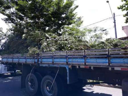 Prefeitura recolhe galhos e folhas das ruas no Jardim Amanda