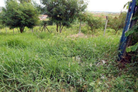 Mato Alto incomoda moradores da Vila São Pedro