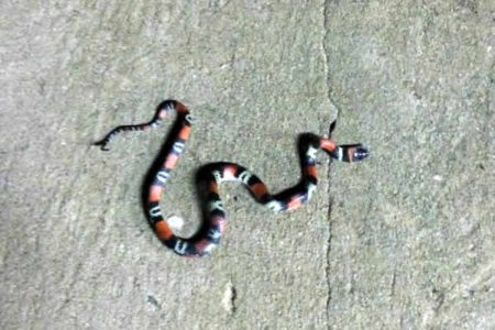 Moradores reclamam sobre o surgimento de animais peçonhentos