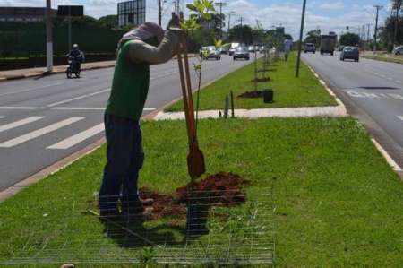 Prefeitura e CPFL plantam árvores na avenida Olívio Franceschini