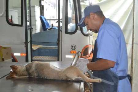 Prefeitura realiza castração e identificação em animais domésticos