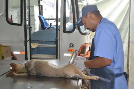 Prefeitura realiza castração e identificação em animais domésticos